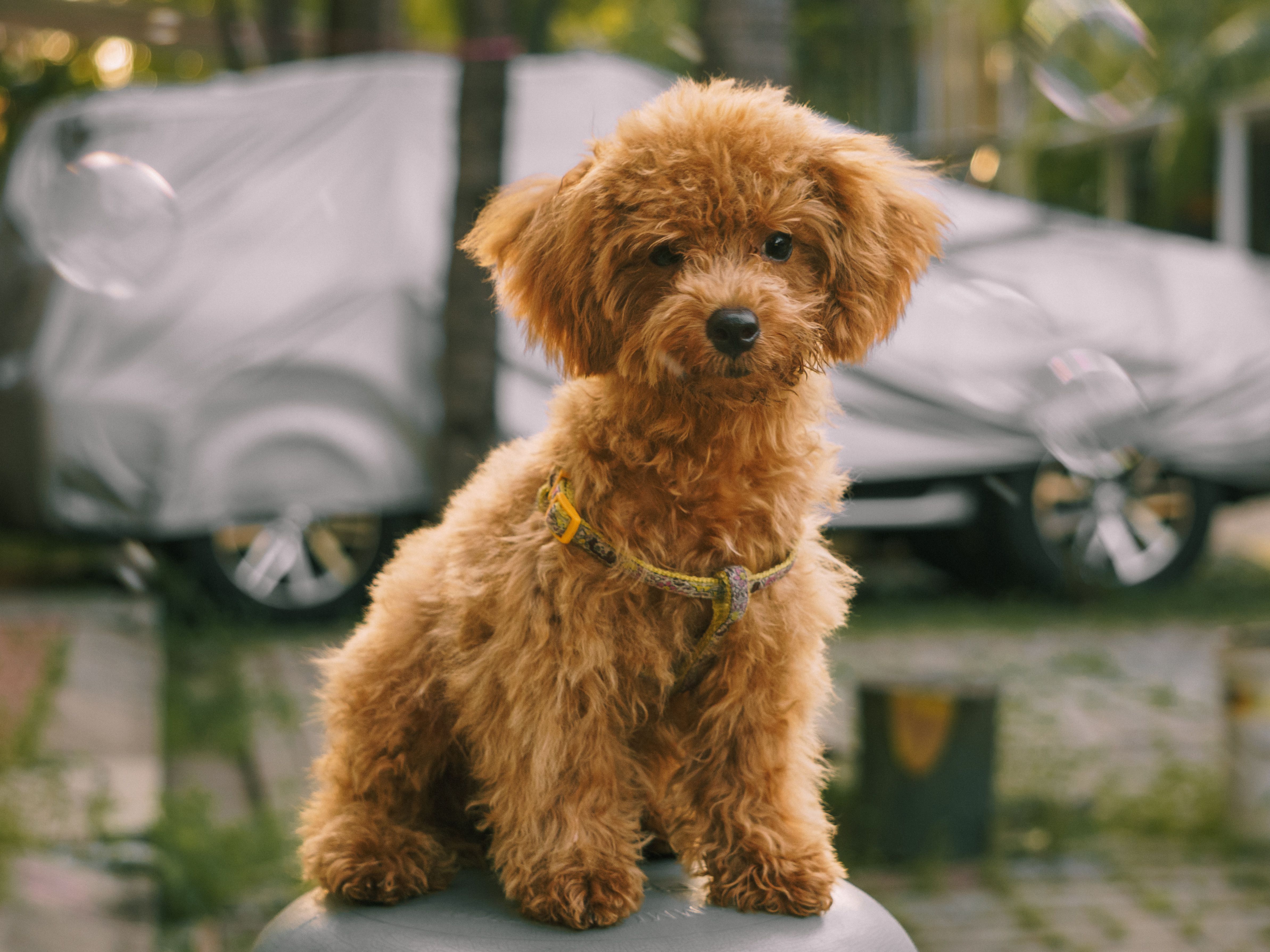 Adorable Toy Poodle Puppy Outdoors Among Bubbles · Free Stock Photo
