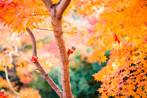 Free Orange-Leafed Tree Stock Photo