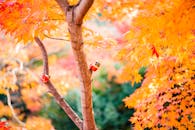 日本大阪米诺的迷人秋景，橙色的树叶非常适合作为季节性背景