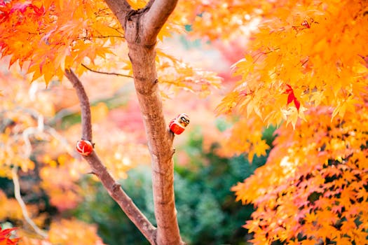 日本大阪米诺的迷人秋景，橙色的树叶非常适合作为季节性背景