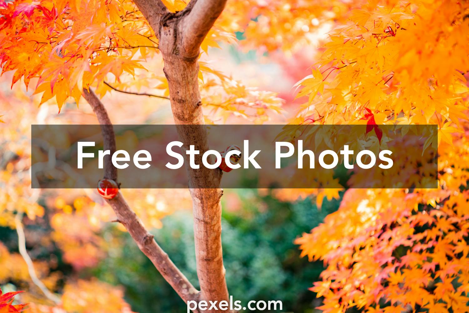 Download Yellow images of osaka japan · Pexels · Free Stock Photos