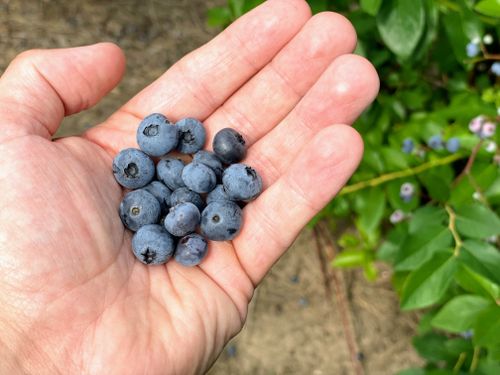 Free Handful of freshly picked blueberries, showcasing fresh fruit on a farm. Stock Photo