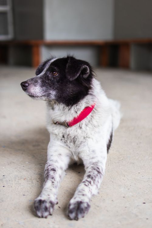 Free Adorable black and white dog with red collar relaxing indoors. Stock Photo