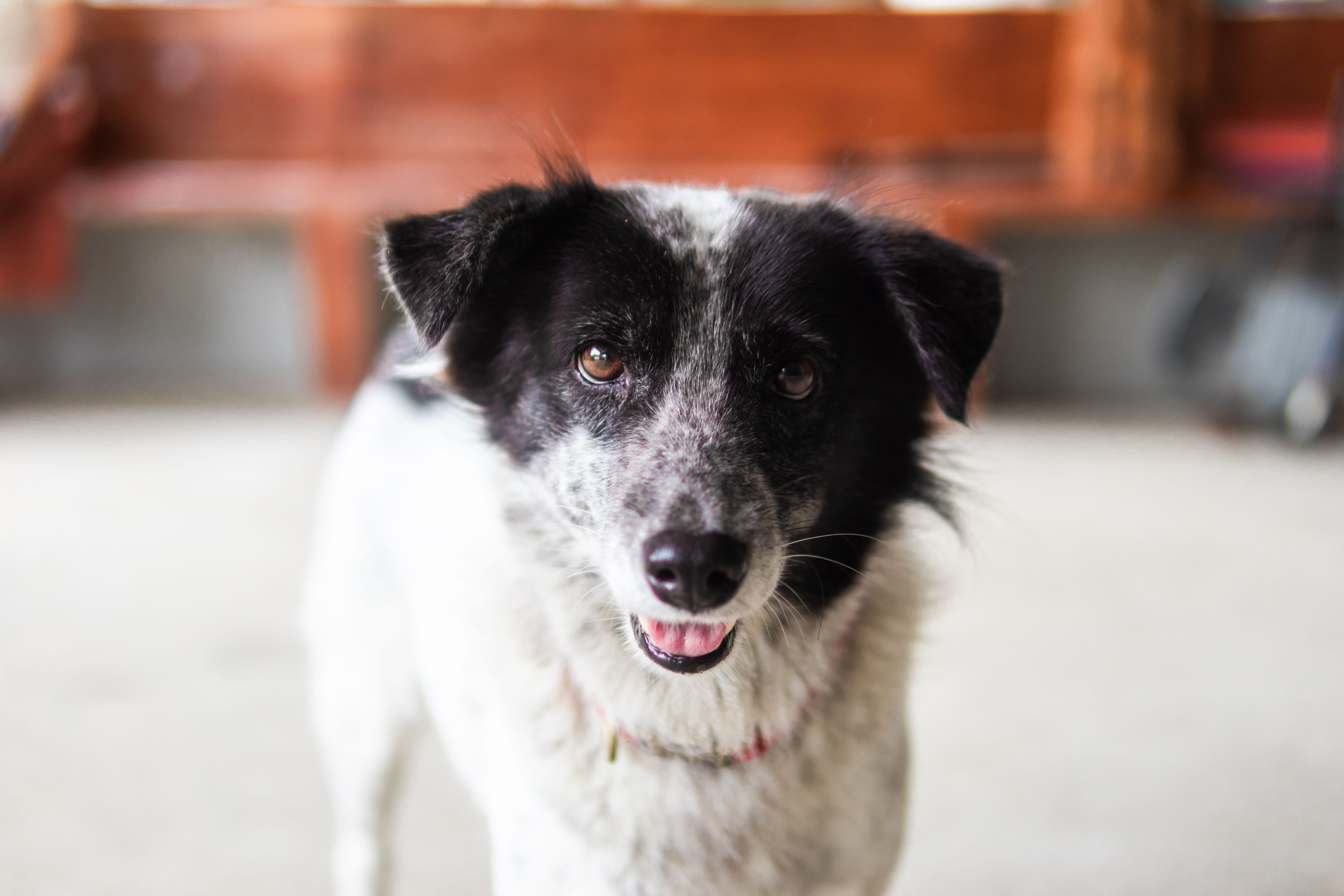 Portrait of a dog at a veterinary clinic