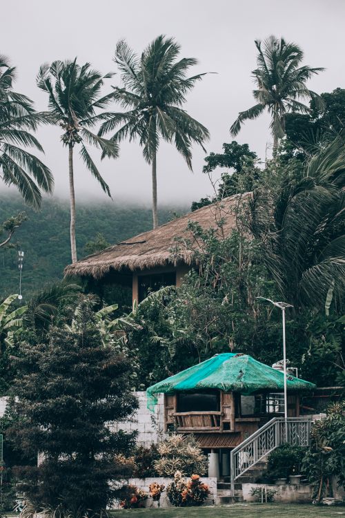 Palm trees along a quiet tropical shoreline representing the setting for Haitian online dating conversations