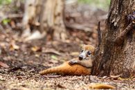 Adorable coati resting against a tree in a natural forest setting in Merida, Mexico.