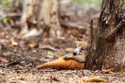Adorable coati resting against a tree in a natural forest setting in Merida, Mexico.