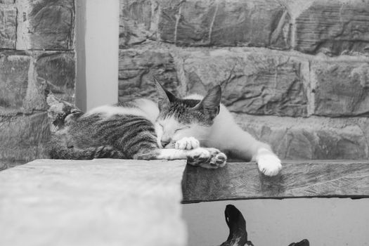 A serene black and white photo of a cat peacefully sleeping on a stone slab outdoors.