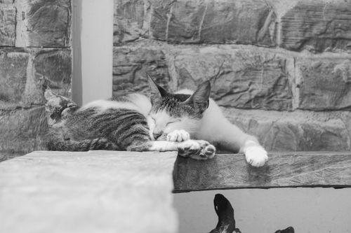 Free A serene black and white photo of a cat peacefully sleeping on a stone slab outdoors. Stock Photo