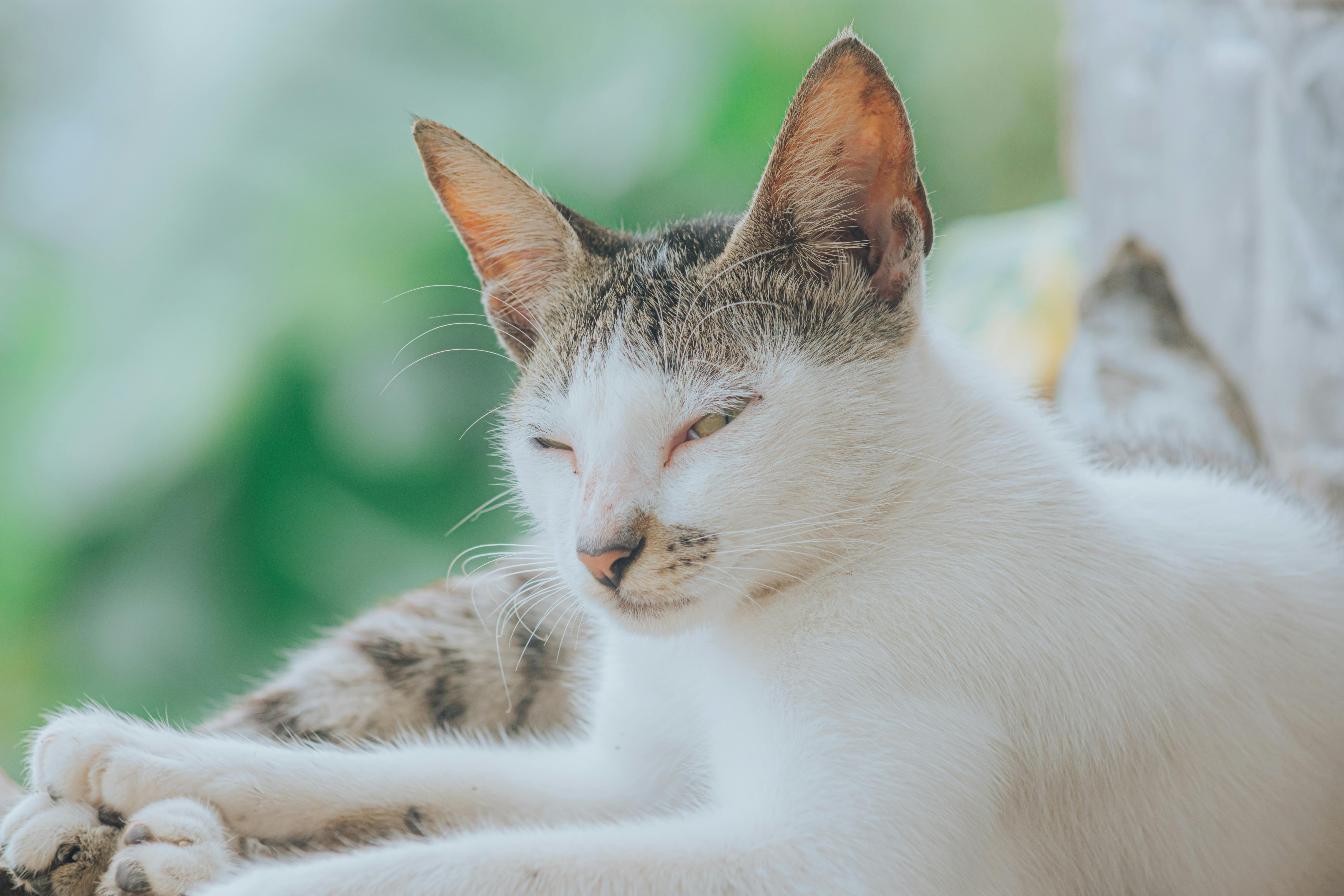 Close-up of a relaxed cat lying outdoors on a sunny day, exuding calm and tranquility.