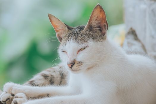 cat ear mites warning signs