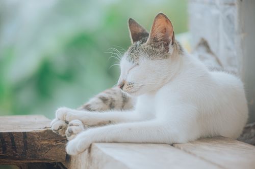 Free A peaceful white cat resting comfortably on a wooden platform outdoors. Stock Photo