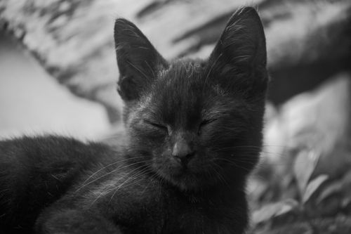 Free Close-up of a black cat sleeping outdoors, bathed in natural light. Relaxed and serene expression. Stock Photo