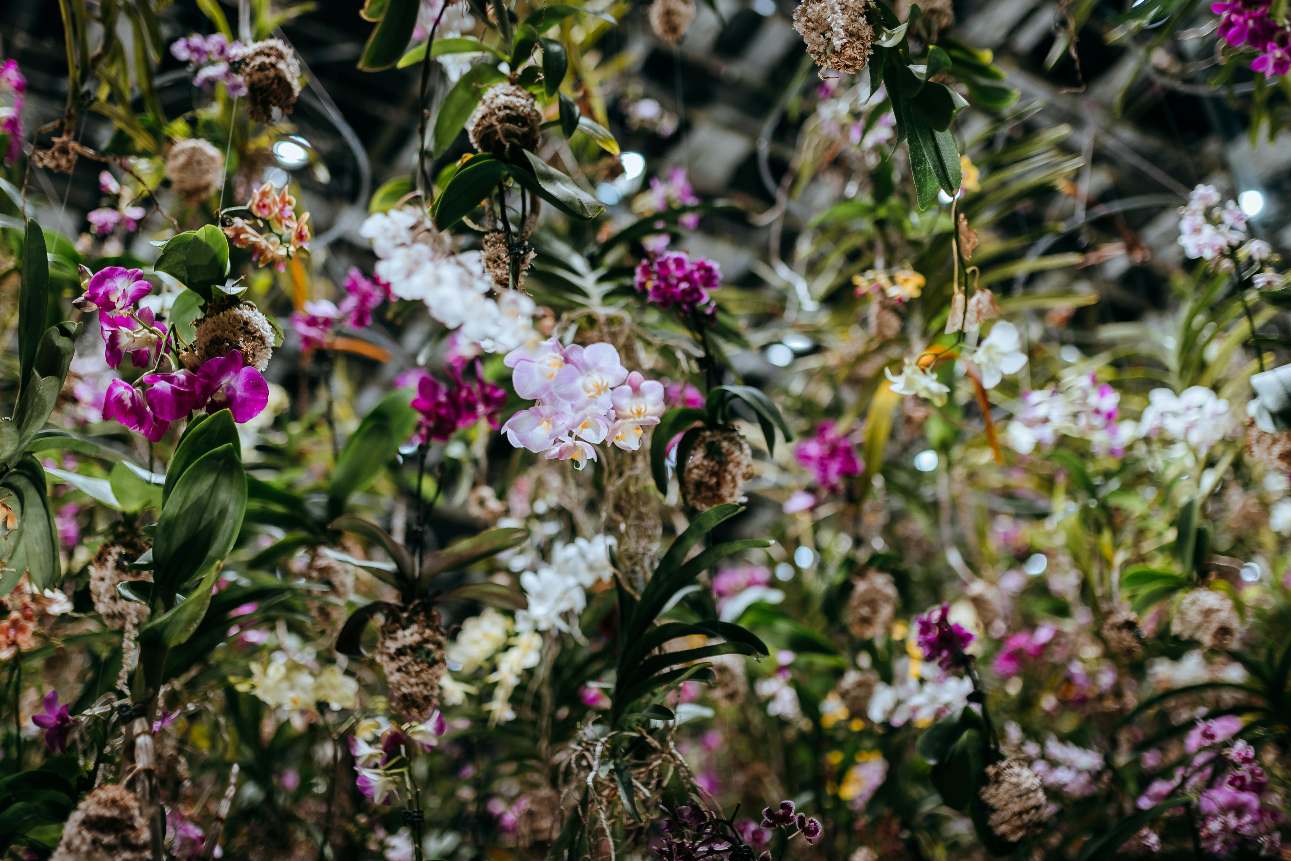 LEGO Botanical Collection Orchid