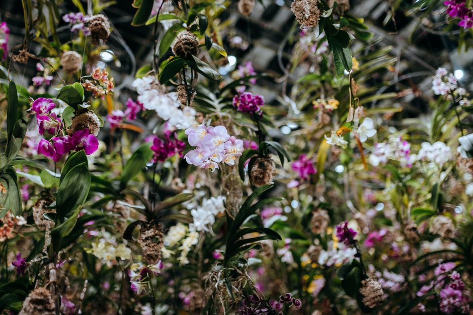 LEGO Botanical Collection Orchid