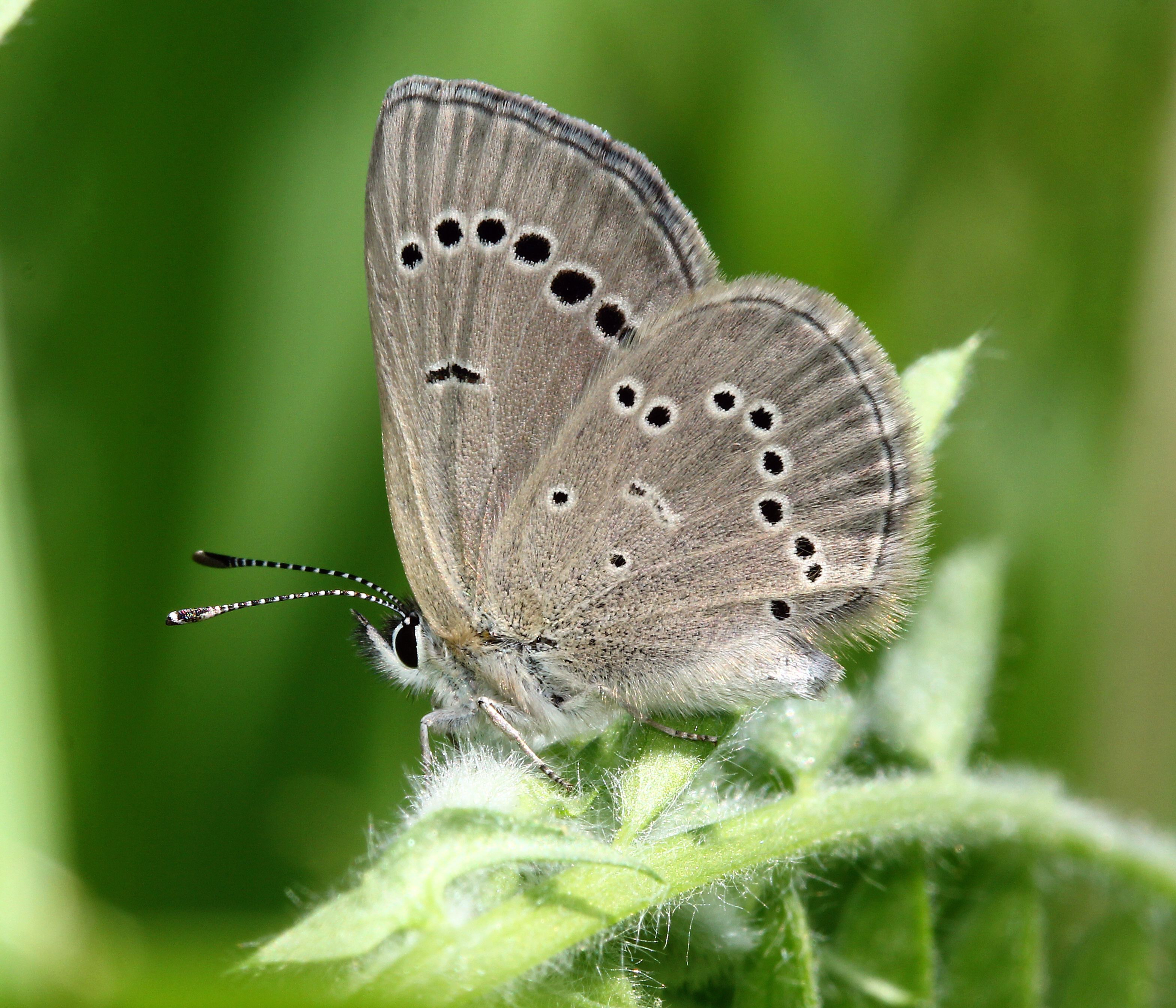 Detailed close-up of a butterfly resting on a leaf, showcasing intricate wing patterns.