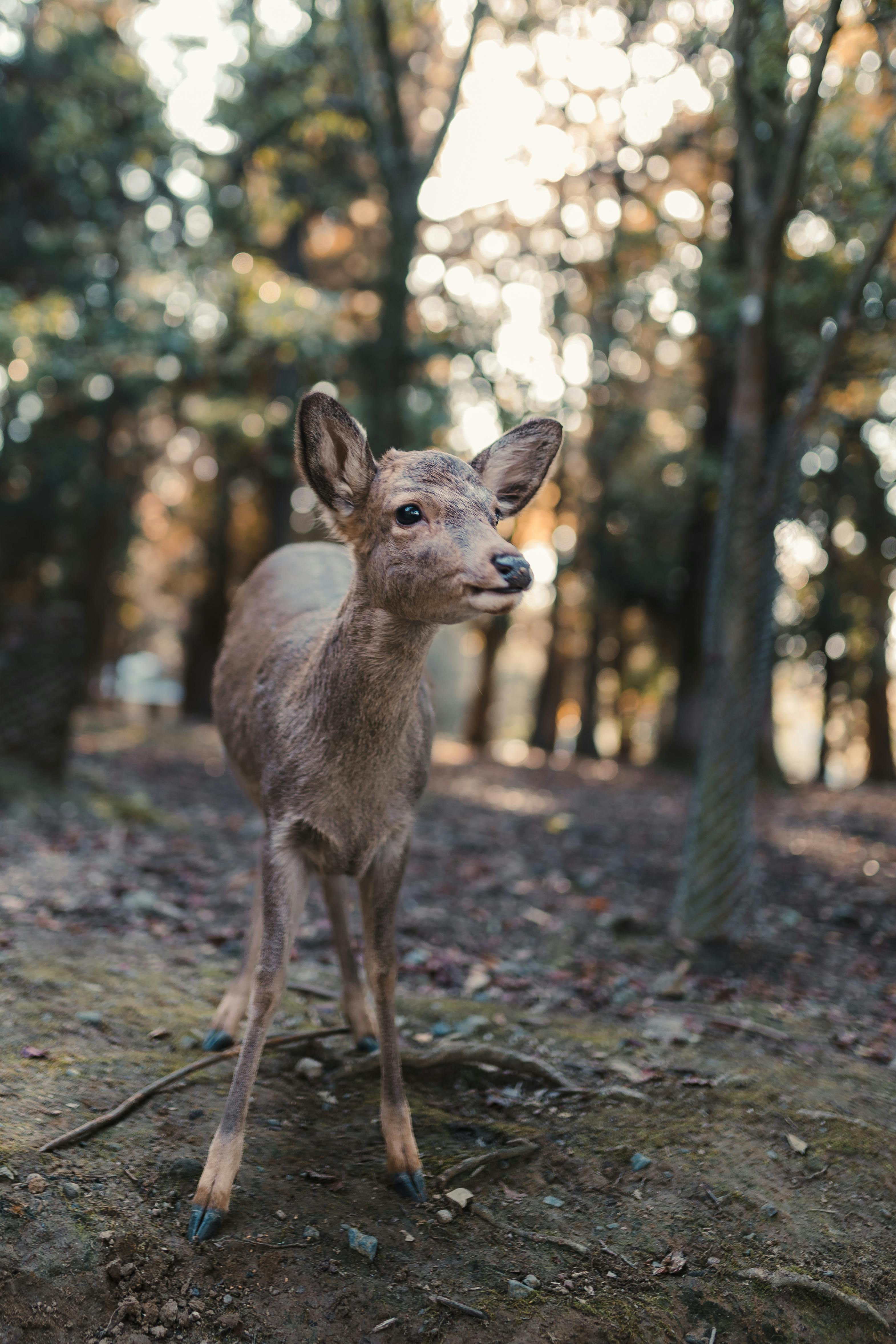 A young deer stands in a forest clearing with sunlight filtering through the trees.