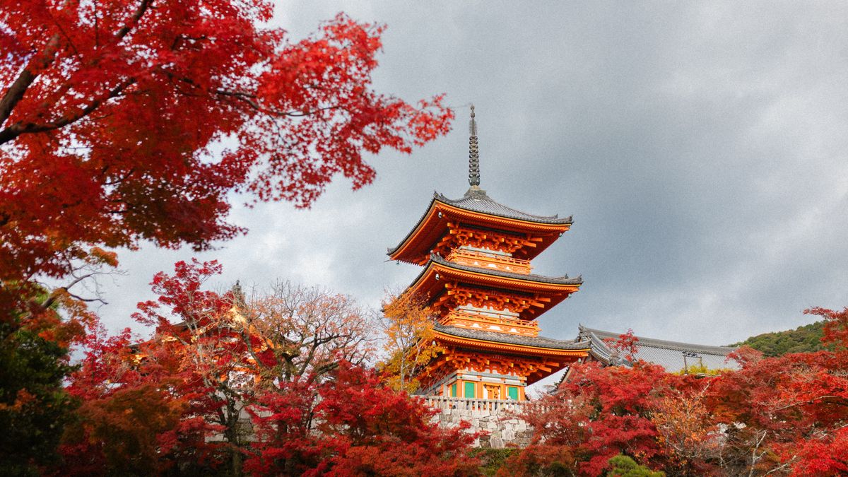 Kiyomizu-dera Temple surrounded by vibrant autumn foliage in Kyoto Japan
