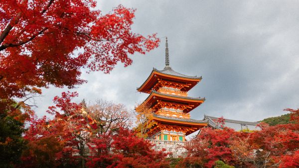 Maple leaves turning red beside a temple path — photo by Lorenzo Castellino on Pexels