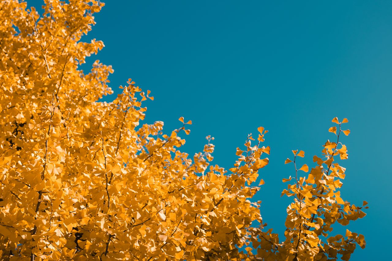 bright yellow ginkgo tree leaves set against a clear blue sky depictin