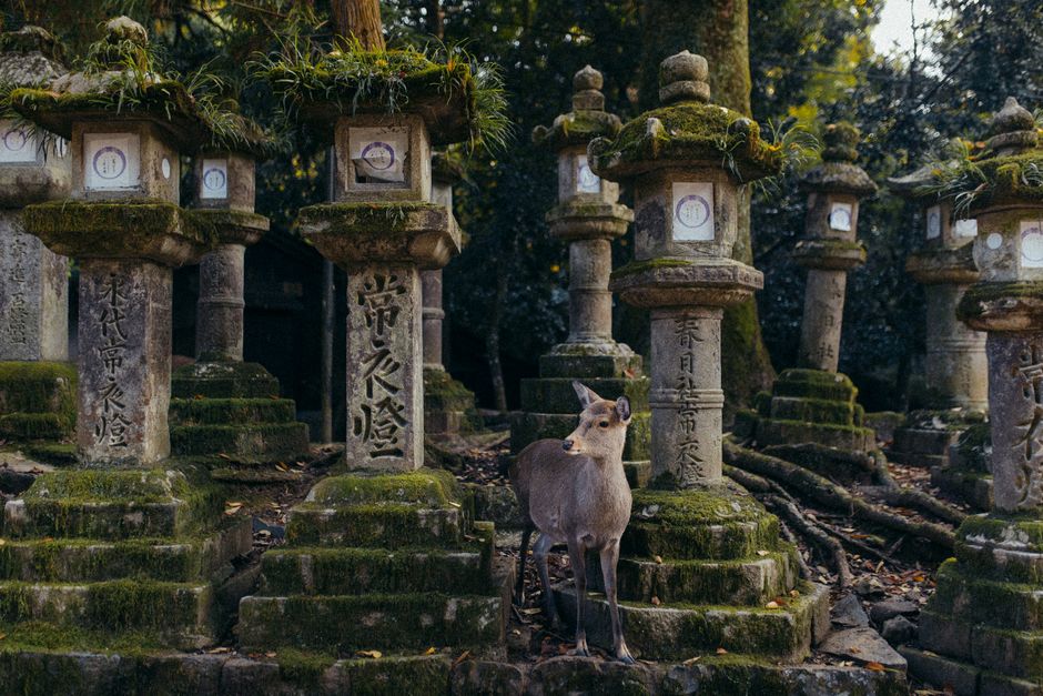 A deer stands calmly amidst ancient stone lanterns covered in moss, creating a peaceful scene.