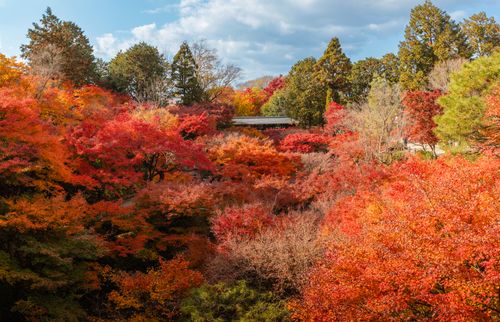 Free Stunning view of autumn foliage with vibrant red and orange leaves in a tranquil Japanese garden setting. Stock Photo