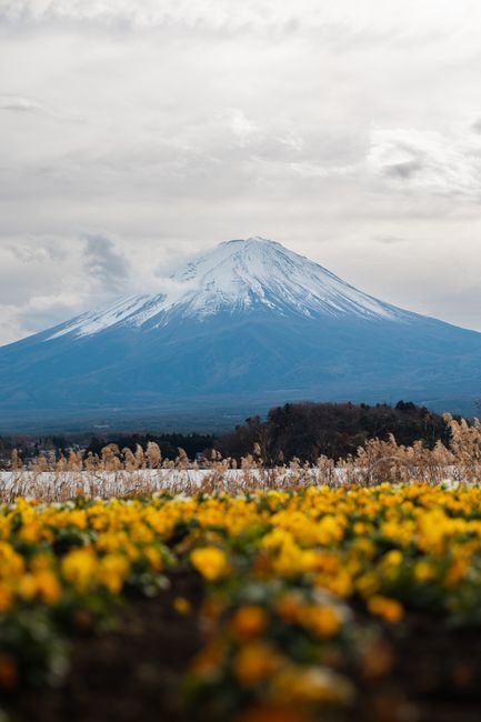 Stunning view of Mount Fuji with a field of yellow flowers, showcasing nature's beauty in Japan.