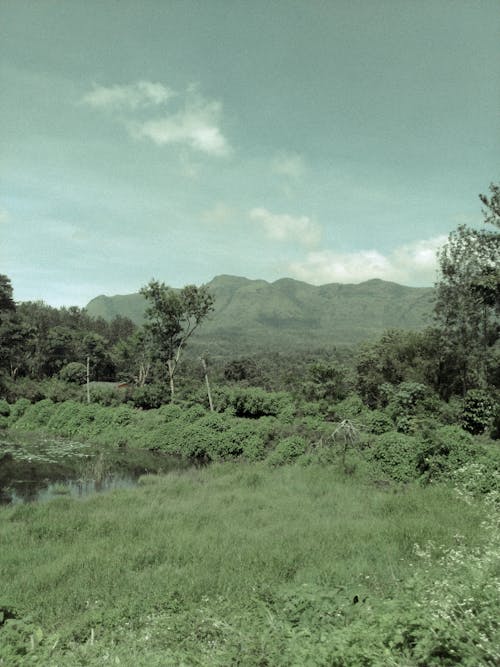 Бесплатное стоковое фото с голливуд, горы, зеленые горы