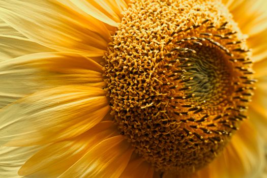Stunning close-up of a sunflower showcasing intricate details and vibrant yellow petals.