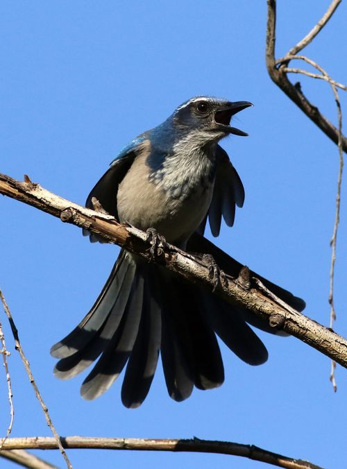 Free California Scrub Jay extends wings while perched on branch against clear blue sky. Stock Photo