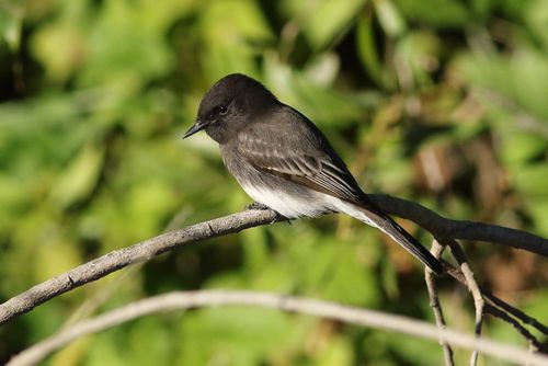 Free Close-up of a Black Phoebe (Sayornis nigricans) perched on a branch with lush green background. Stock Photo