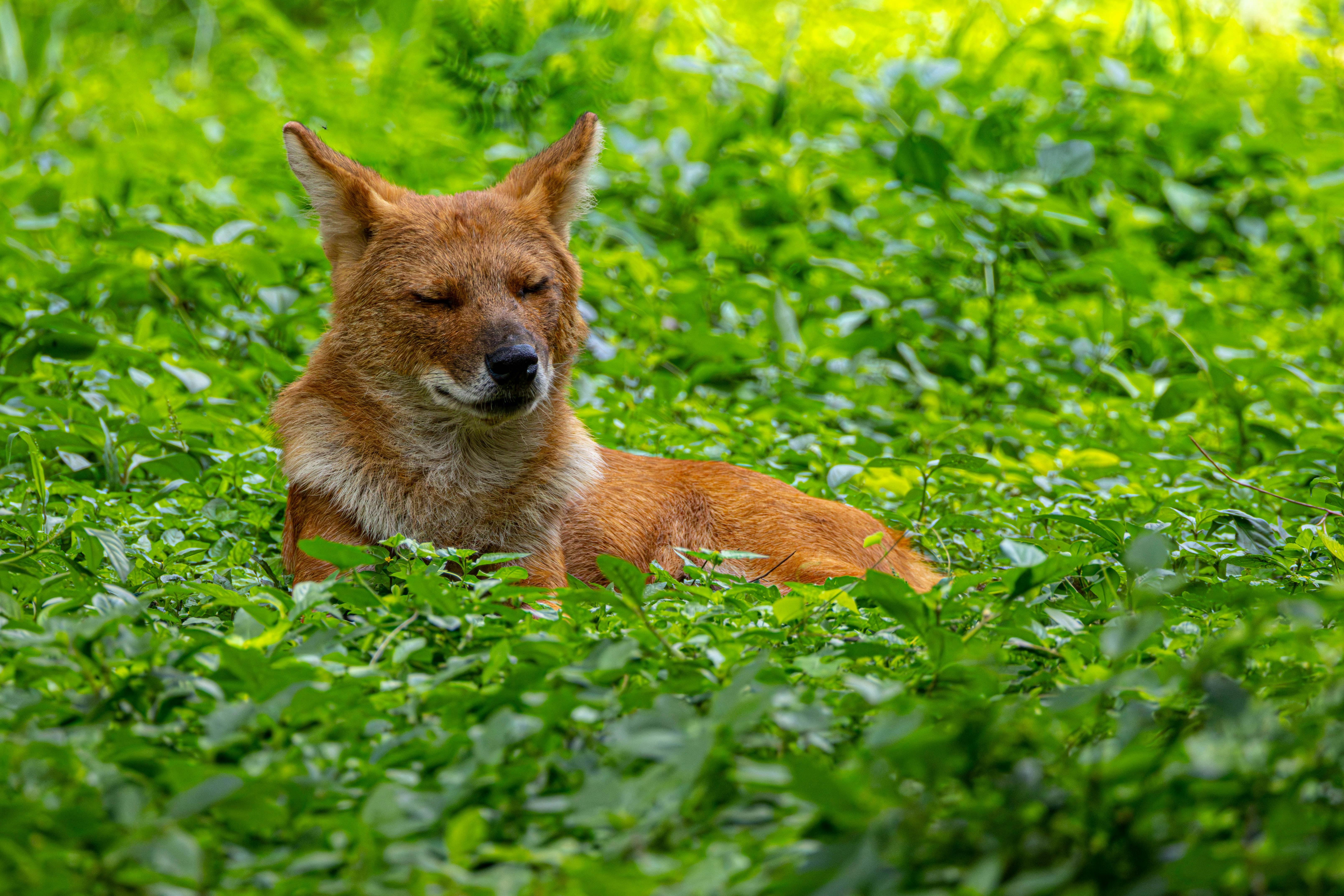 A dhole, also known as Asiatic wild dog, relaxing amidst dense green foliage.
