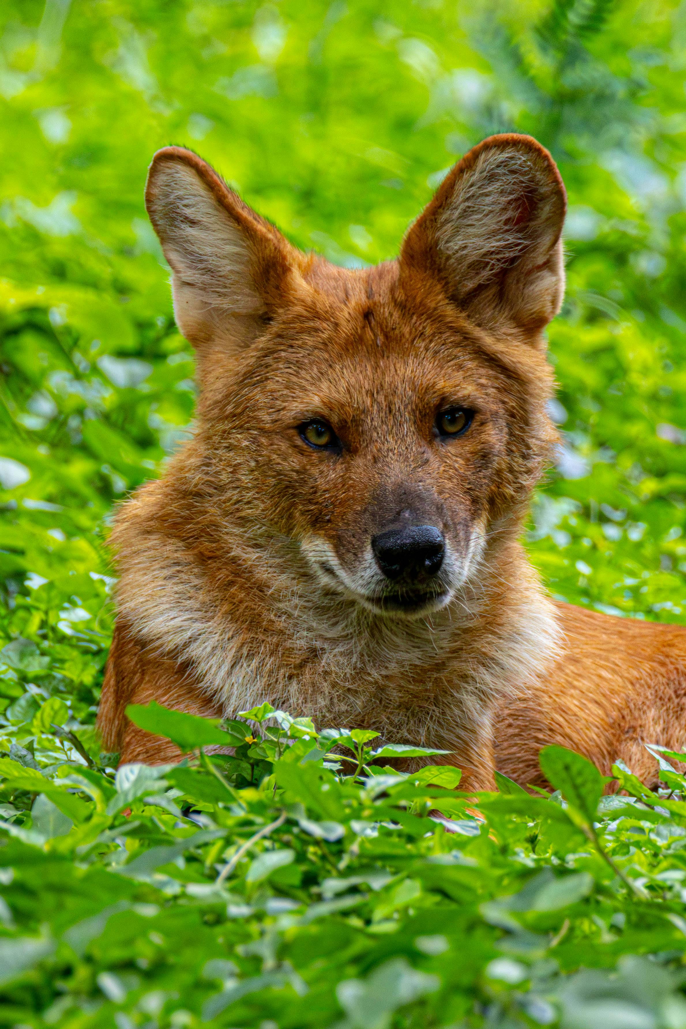 A close-up shot of an Indian dhole resting in lush greenery, showcasing its striking features.