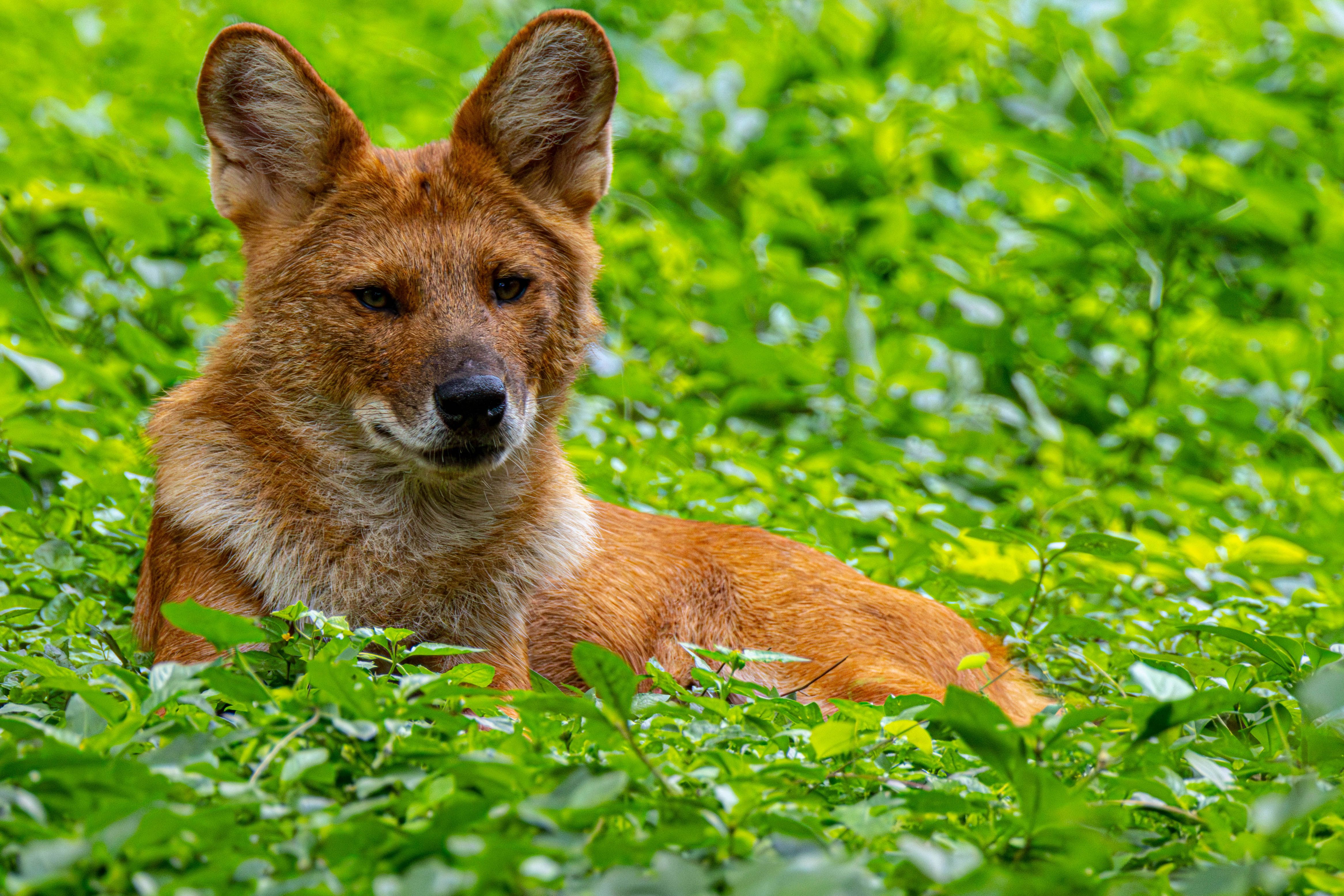 A serene scene of a dhole resting amidst lush green foliage, showcasing nature's beauty.