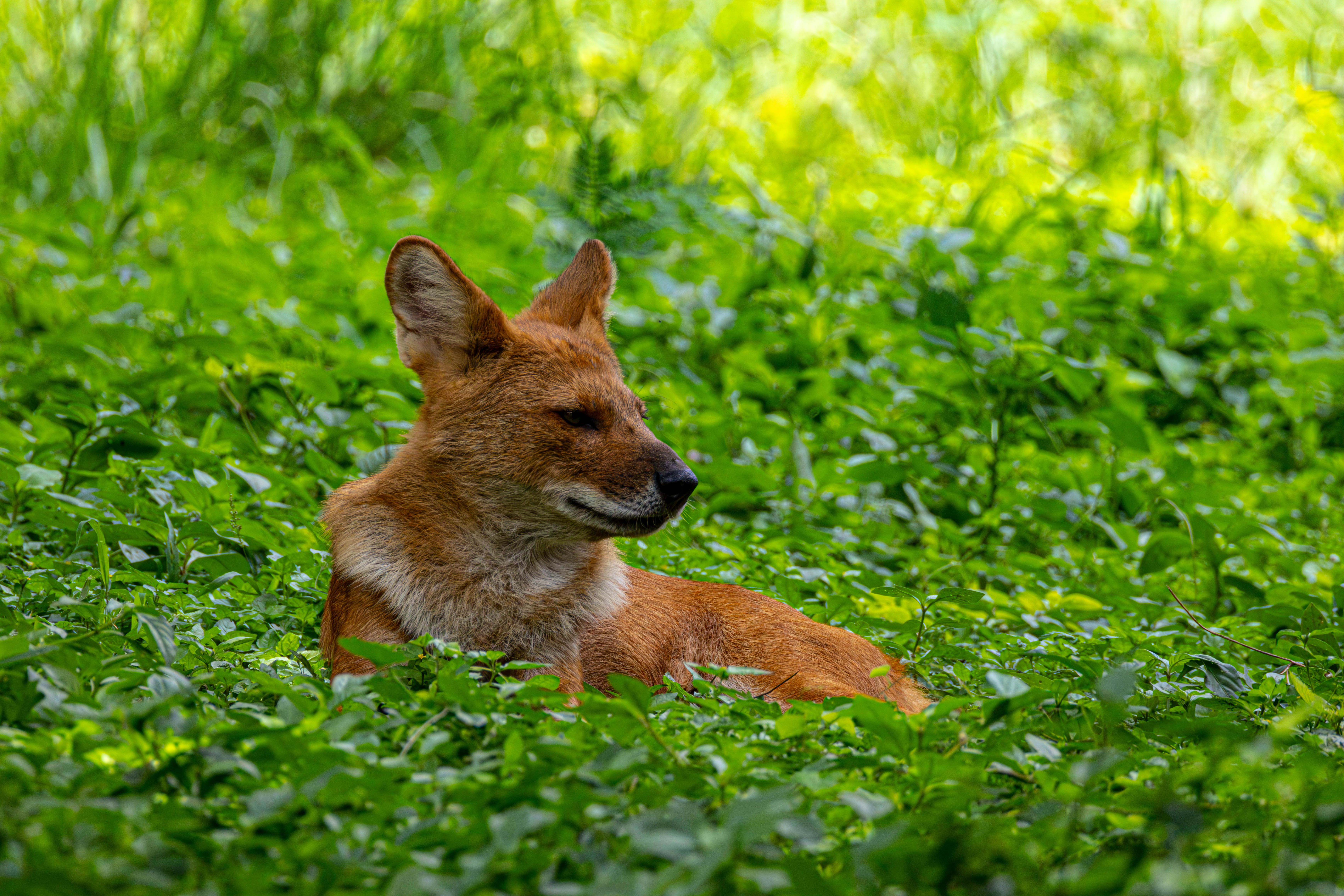 Dhole lying in dense greenery during daytime, showcasing its natural habitat.