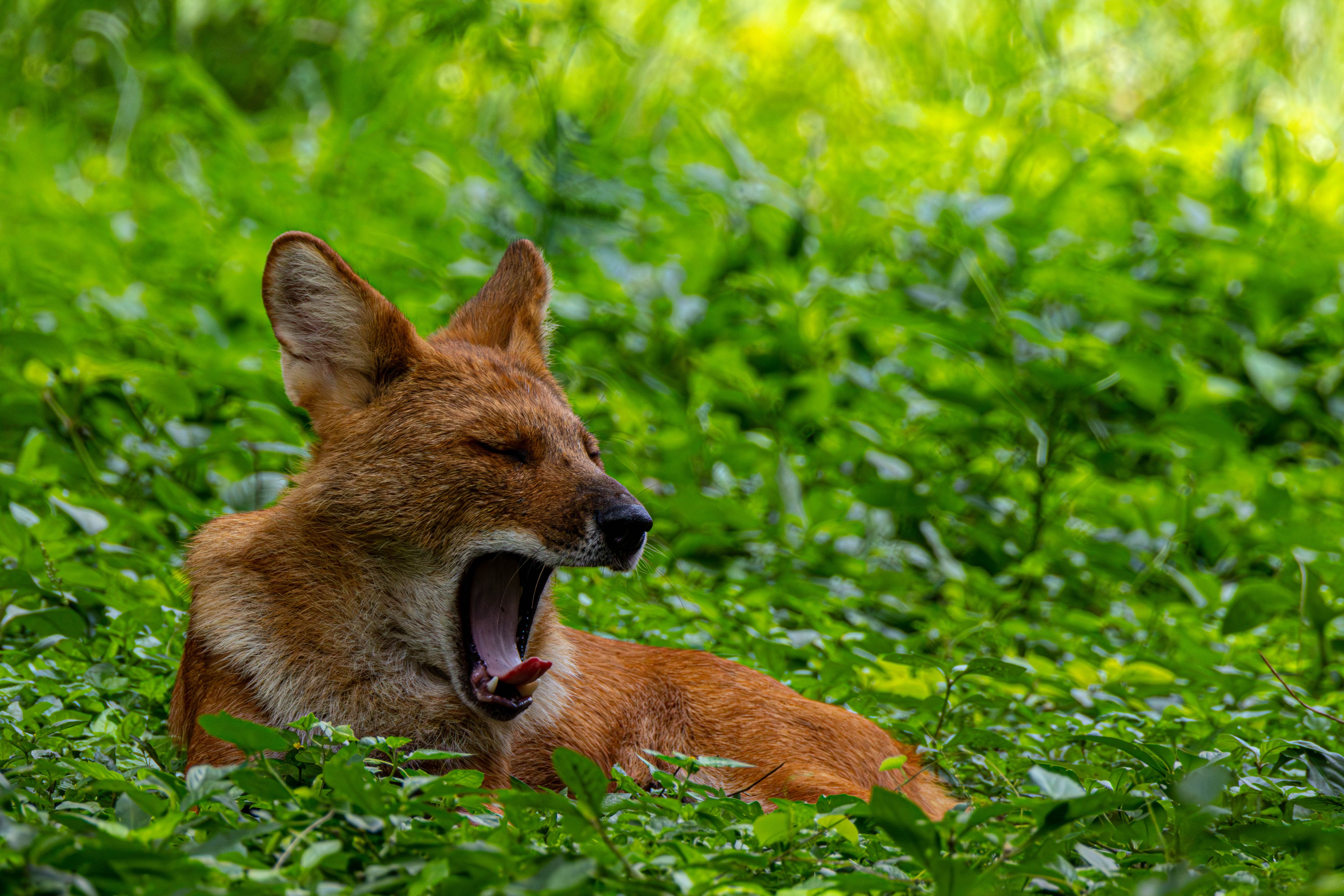 A yawning dhole relaxes amidst vibrant greenery, surrounded by nature.