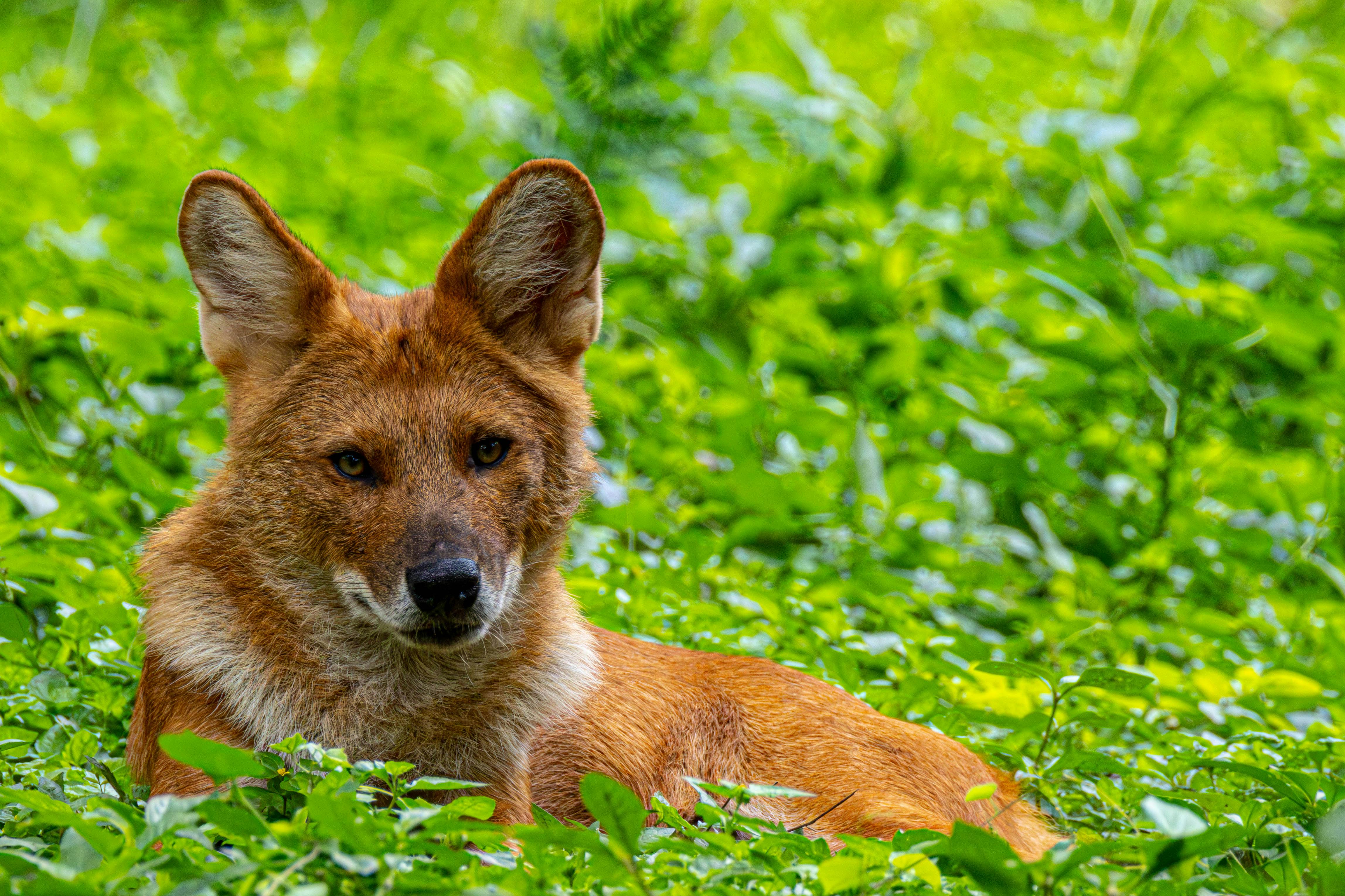 A dhole, or Asiatic wild dog, relaxes in lush green foliage.