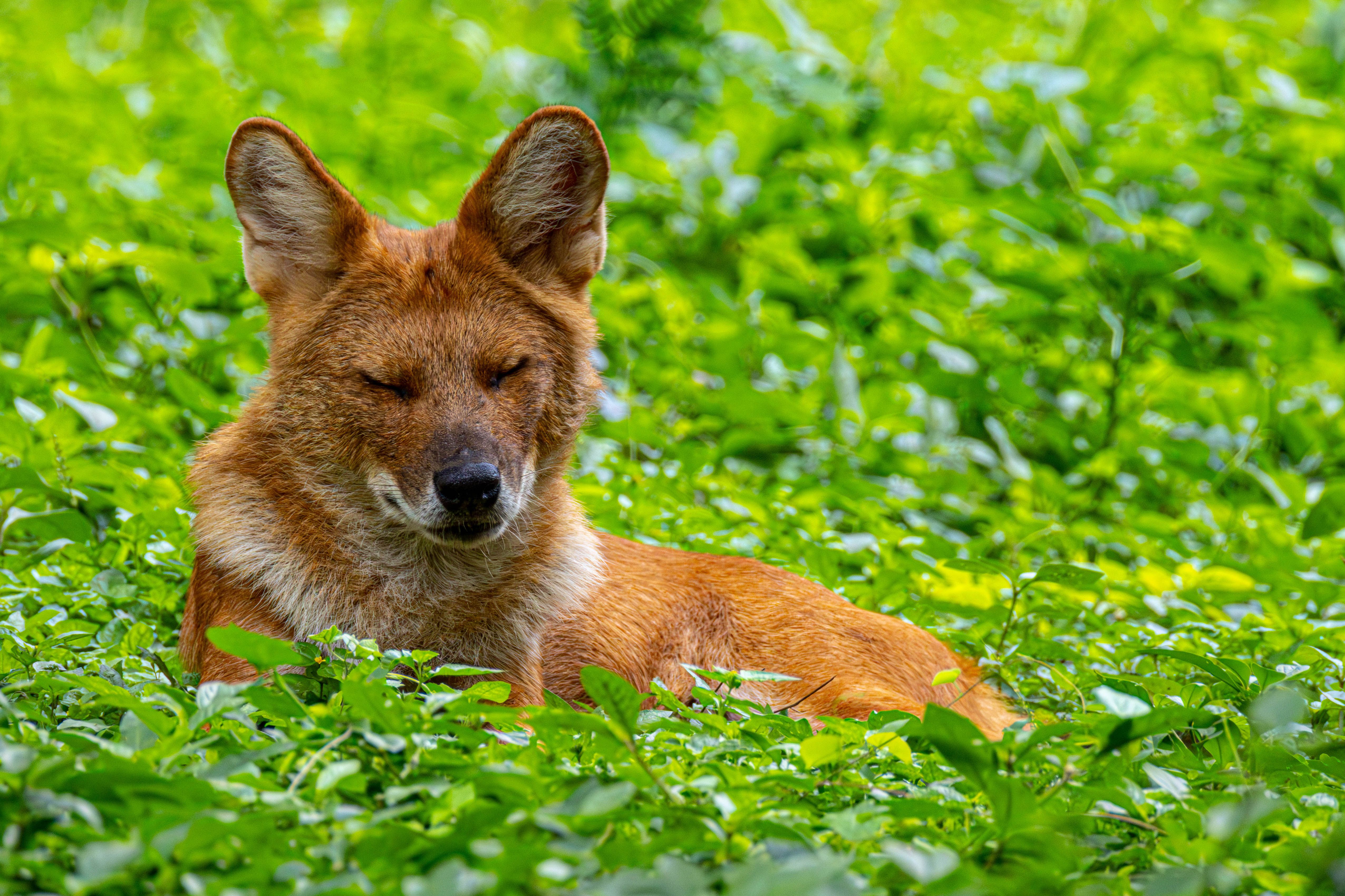 Dhole