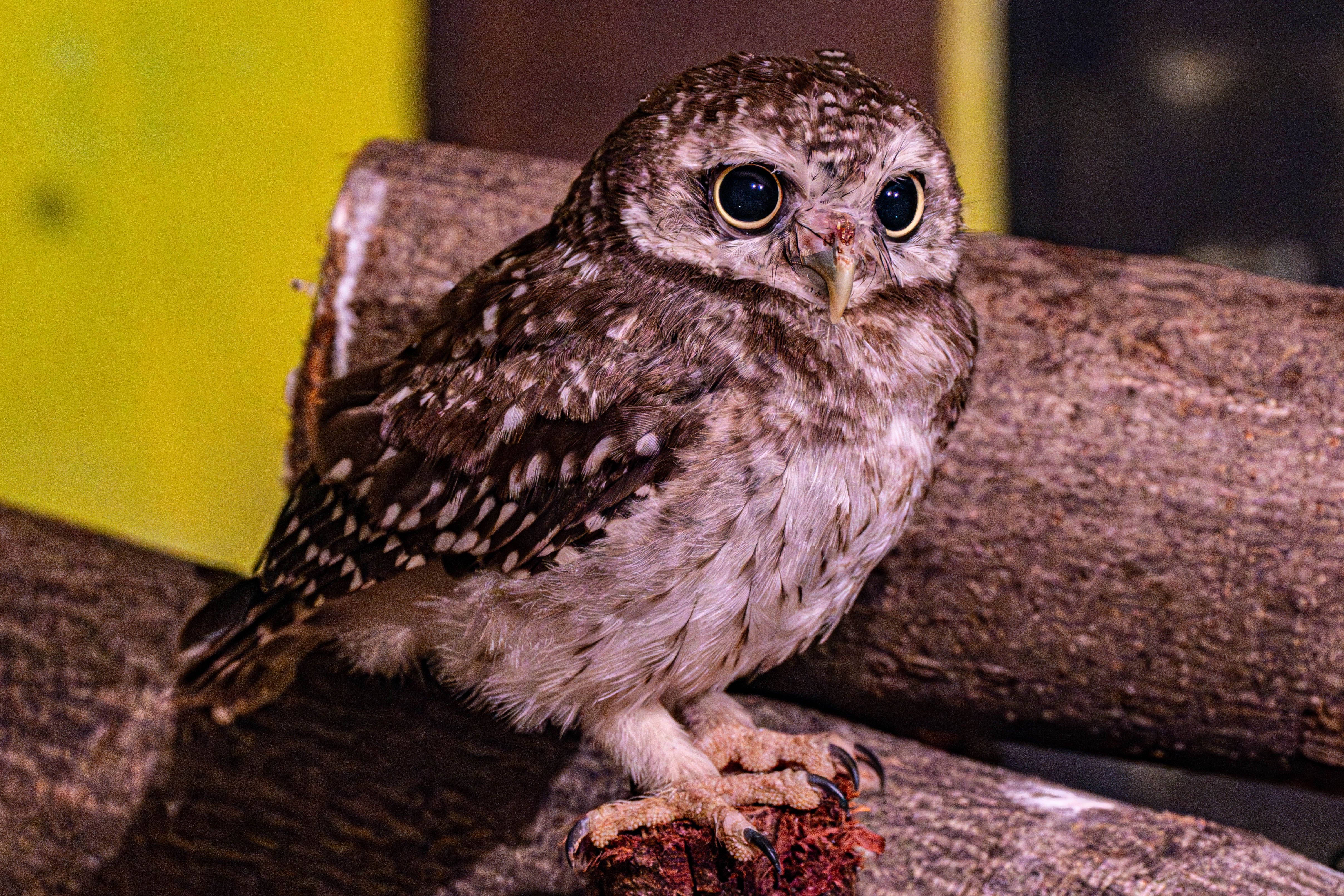 Fotomural Adorable búho manchado con grandes ojos posado en un tronco en el interior. Perfecto para entusiastas de la vida salvaje.