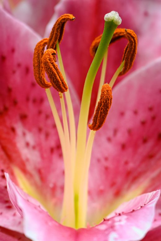 Orange bloom close up, photo by Alexas Fotos on Pexels