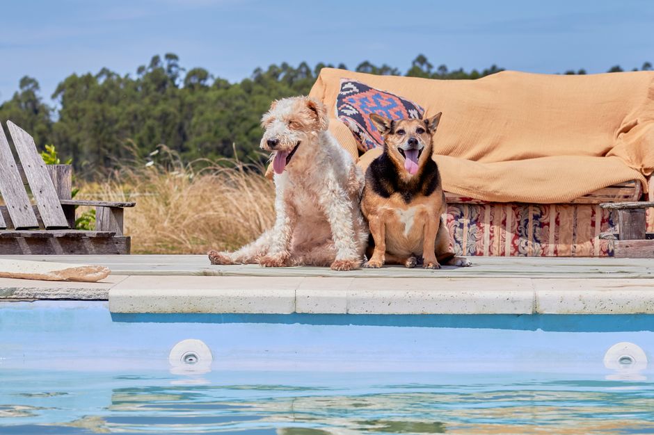 Projeto 1: Bluey e Bingo com Garrafa Plástica