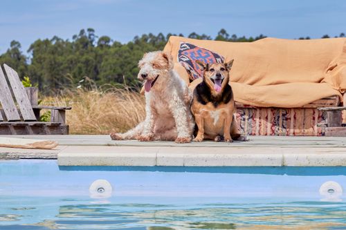 Free Two dogs enjoying a sunny day by the pool, with a tranquil countryside backdrop and cozy seating area. Stock Photo