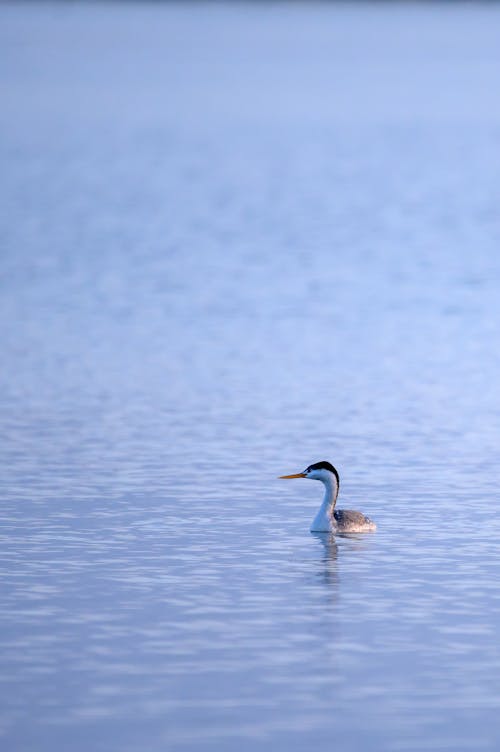 Eend Op Waterlichaam