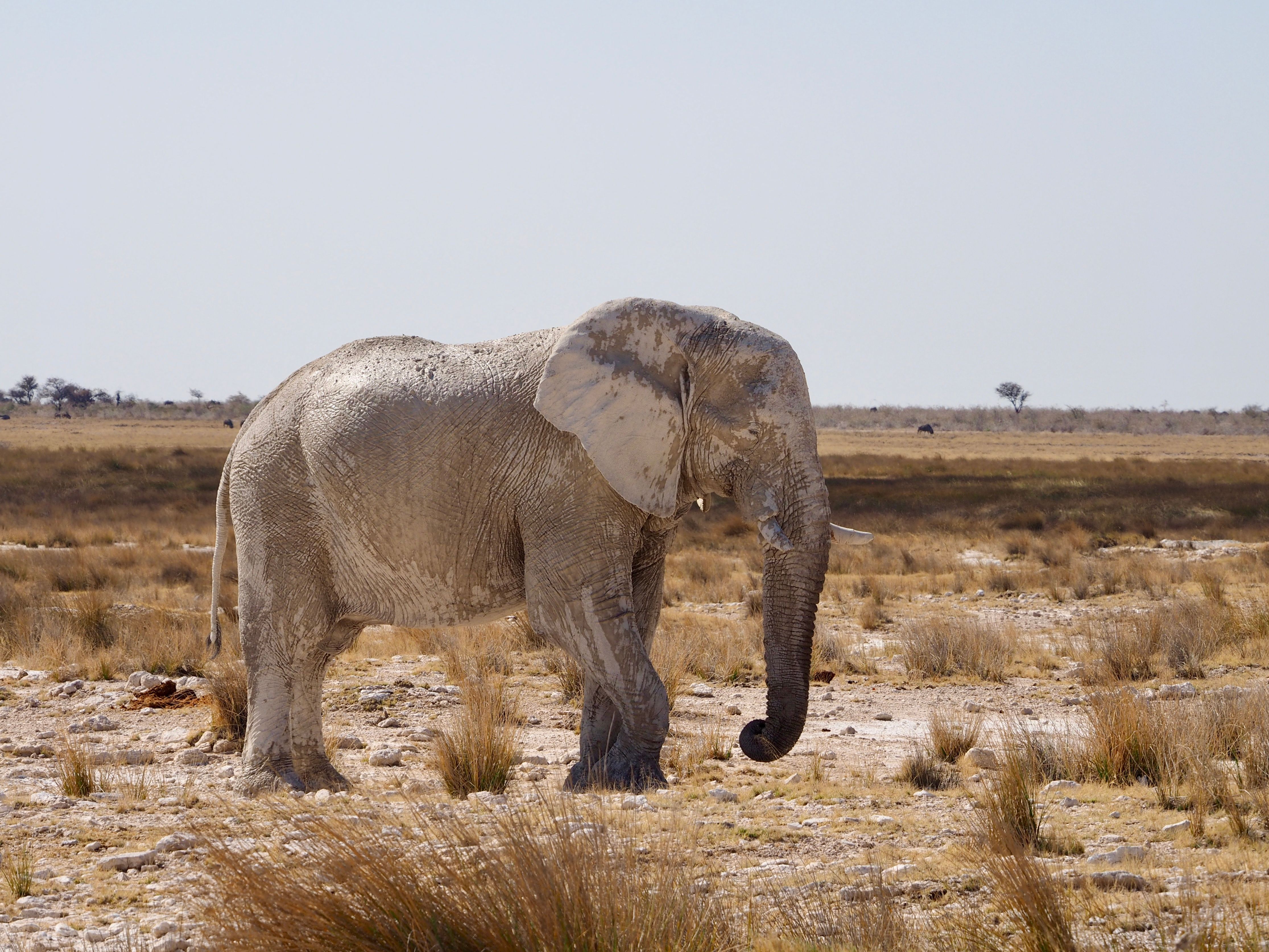 A lone African elephant walking through the arid Namibian desert landscape, showcasing its majestic presence.
