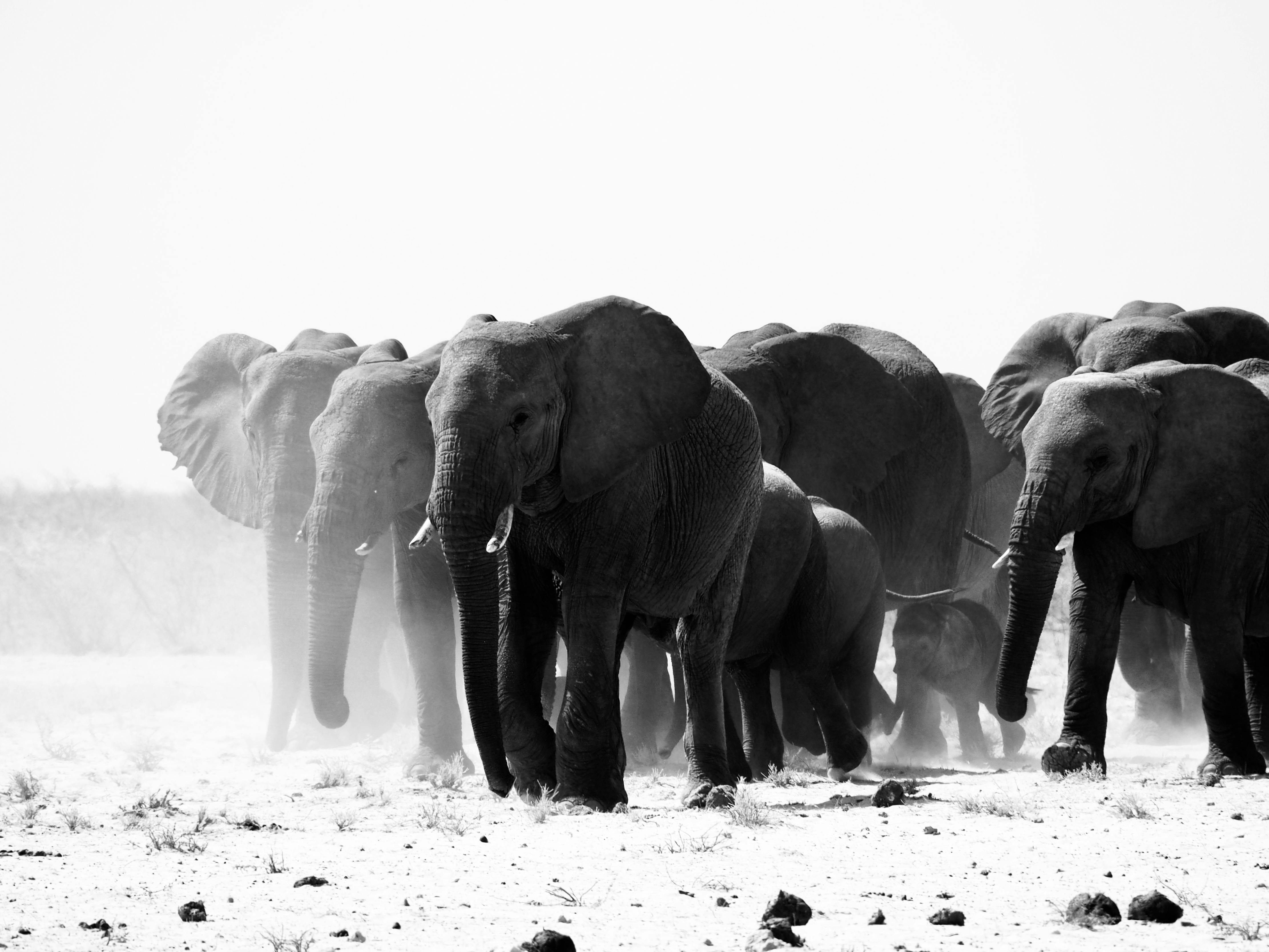 Desert Elephant Migration — Huanib Valley Namibia
