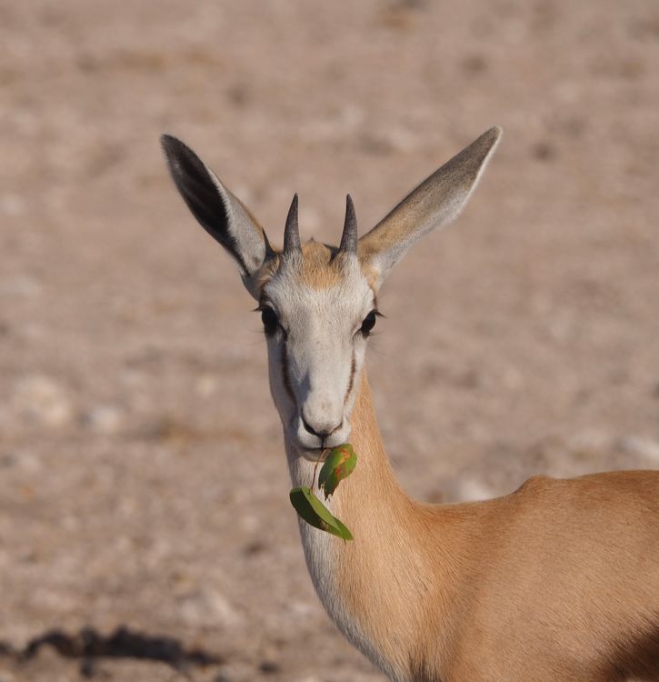 Springbuck Eating Close-up of Springbok in Natural Habitat ยท Free Stock Photo