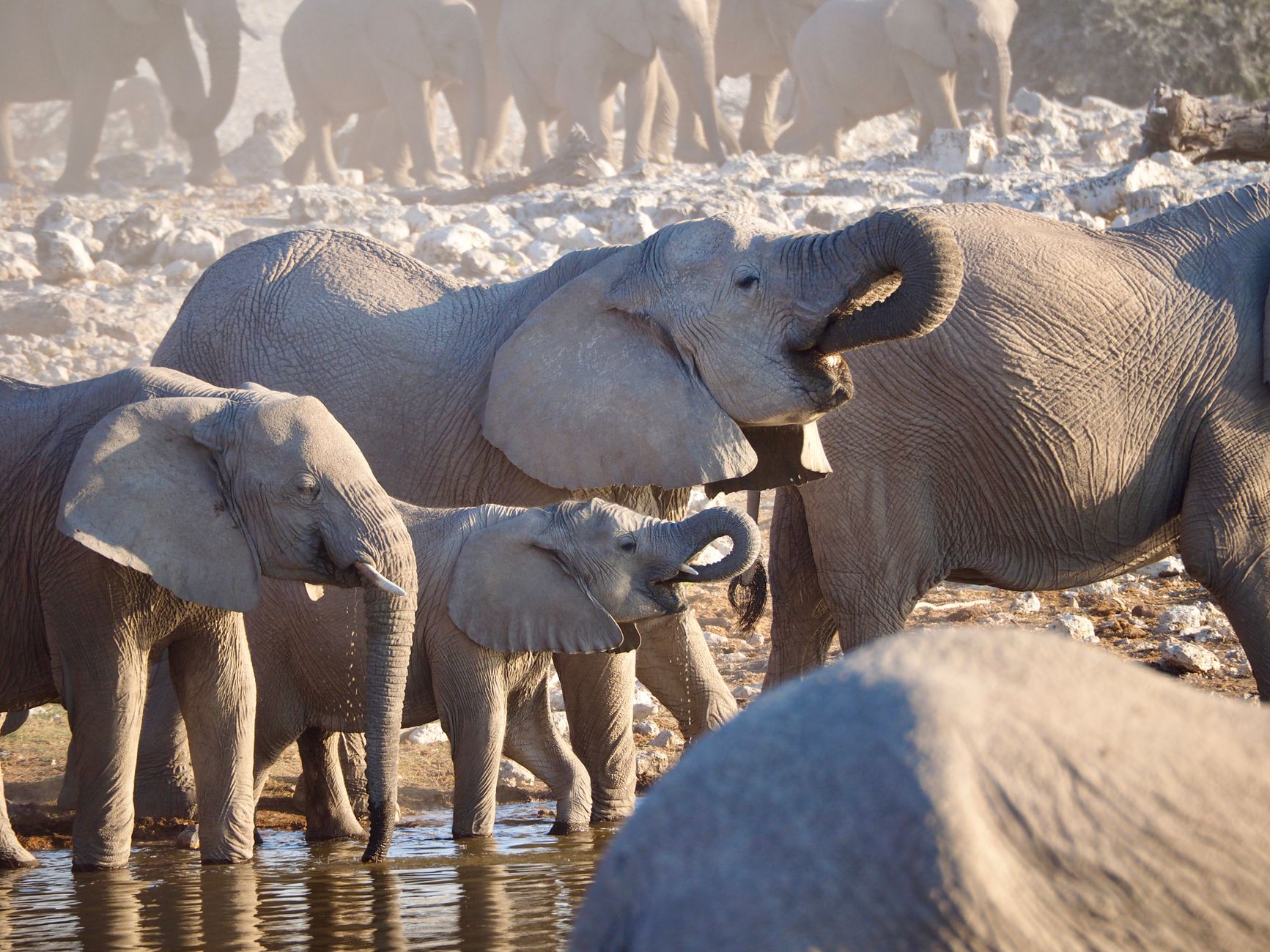 A herd of African elephants socializing at a watering hole during daylight.