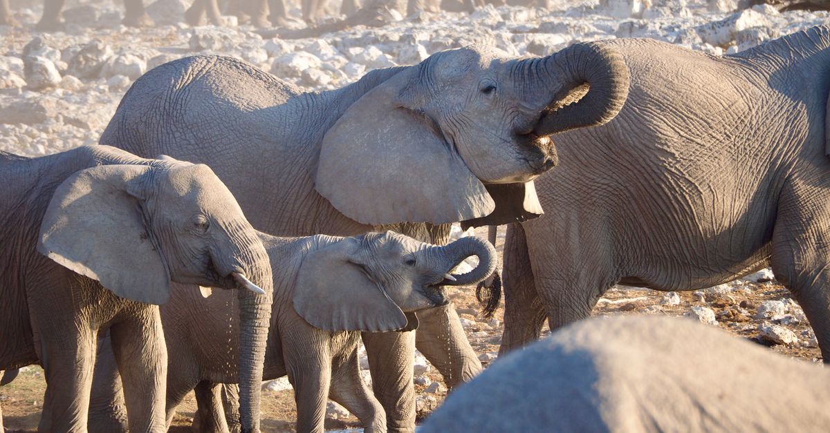 Photo of Botswana