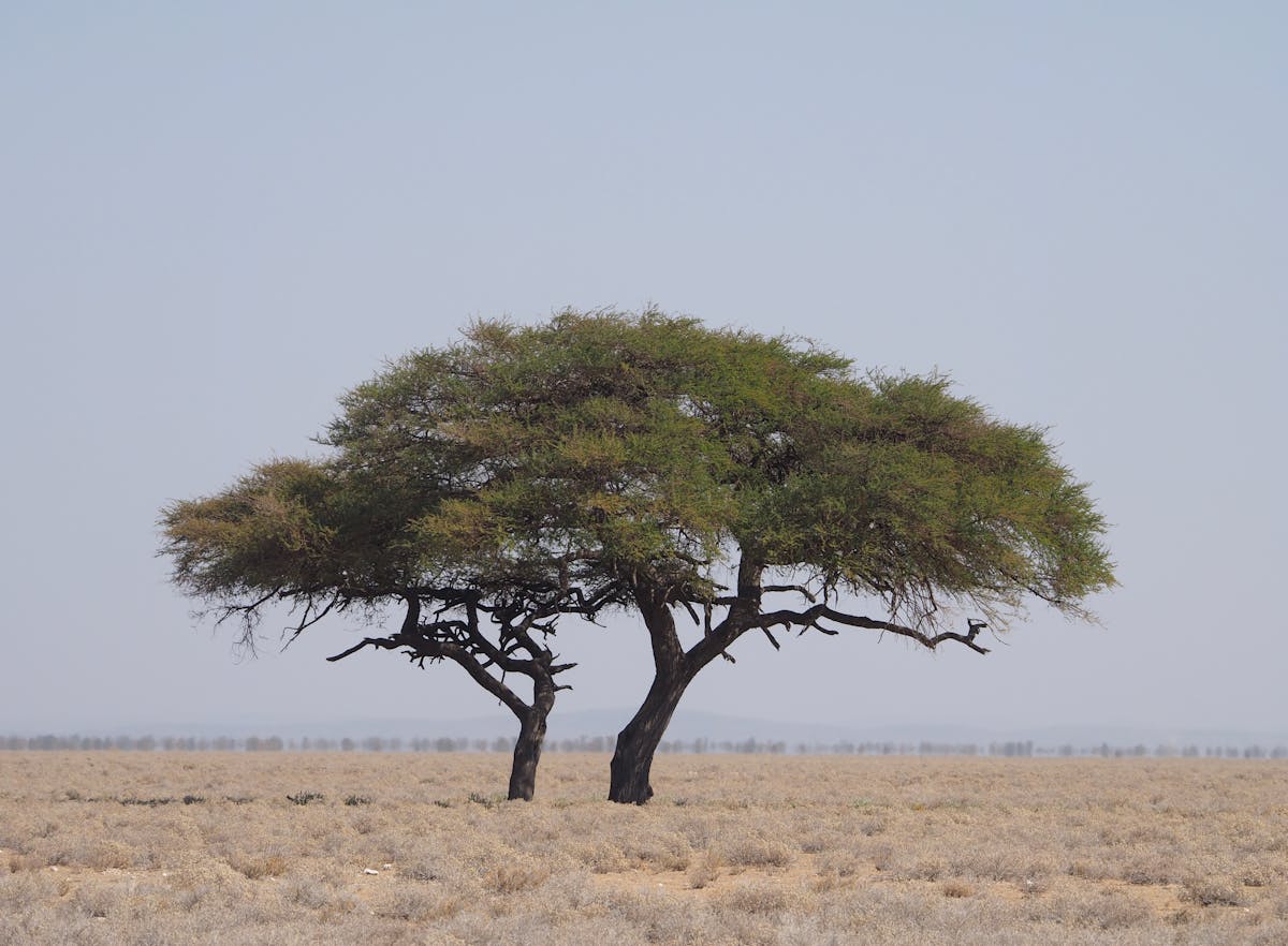 The Serengeti Crossing