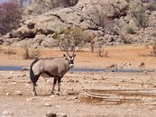 A regal oryx stands in a dry, rocky habitat, surrounded by sparse vegetation and distant wildlife.